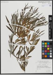 Foto von Salix viminalis L.
